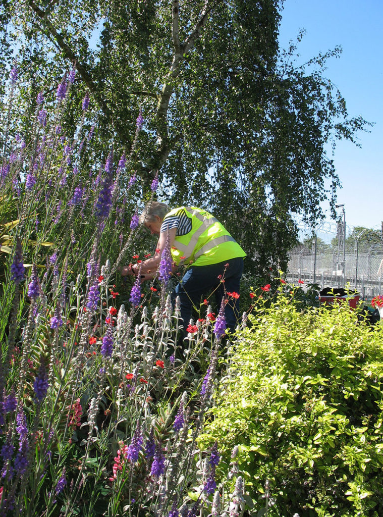 North Walsham In Bloom photo