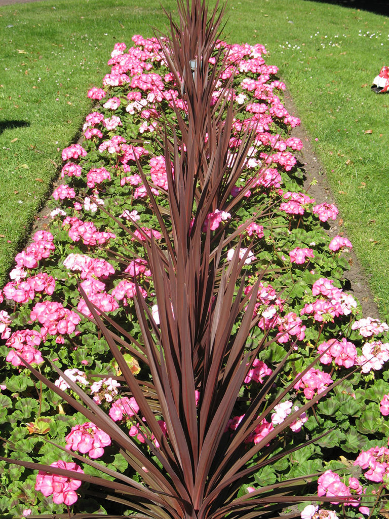 North Walsham In Bloom photo