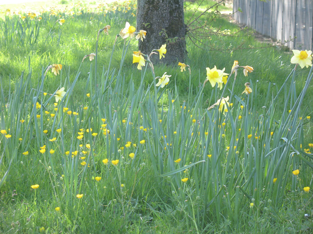 north walsham in bloom 30th june 2015 z