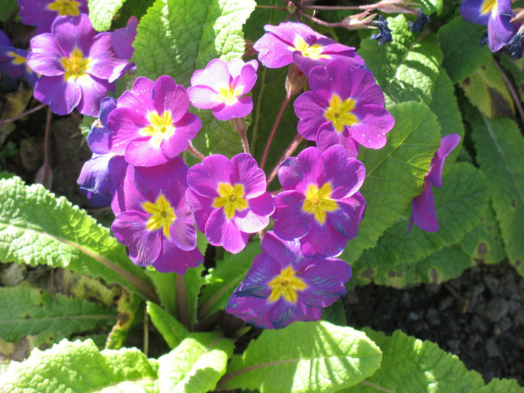 north walsham in bloom 30th june 2015 z