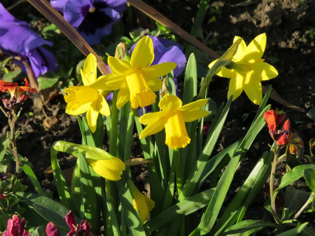 north walsham in bloom 3rd june 2015 f