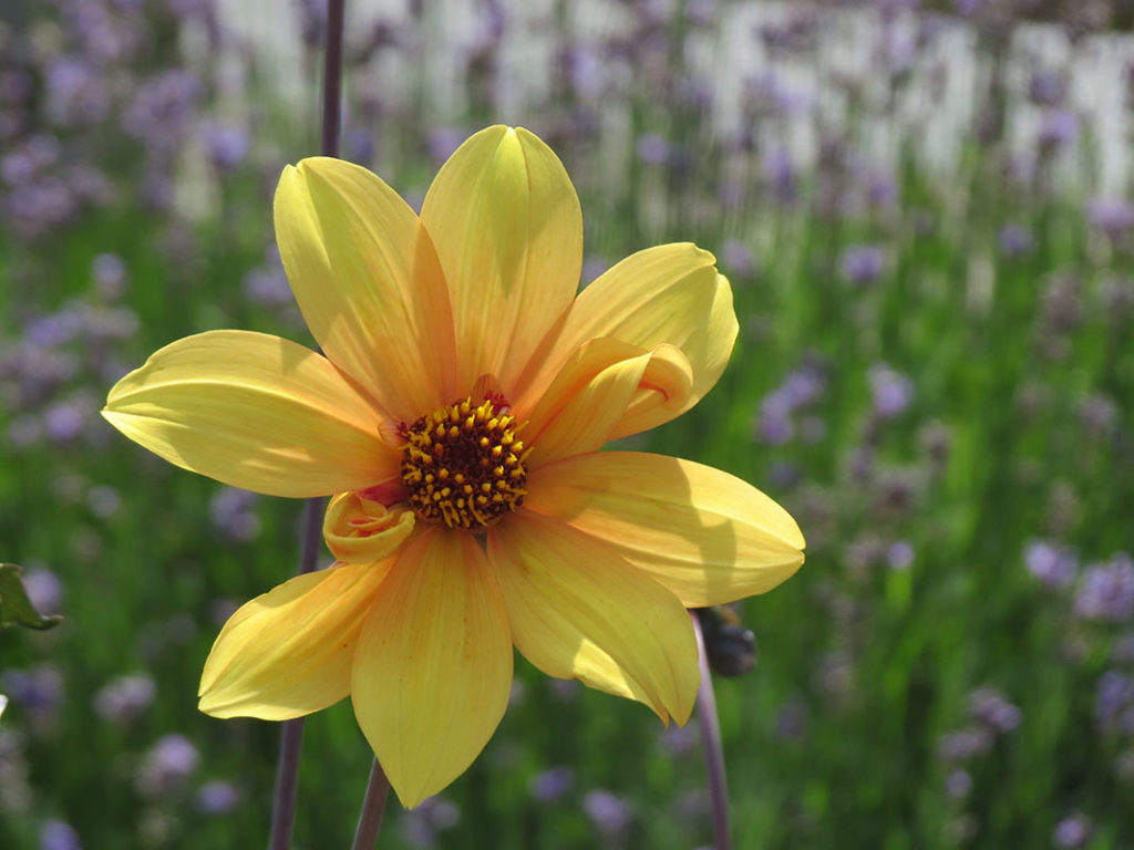 north walsham in bloom