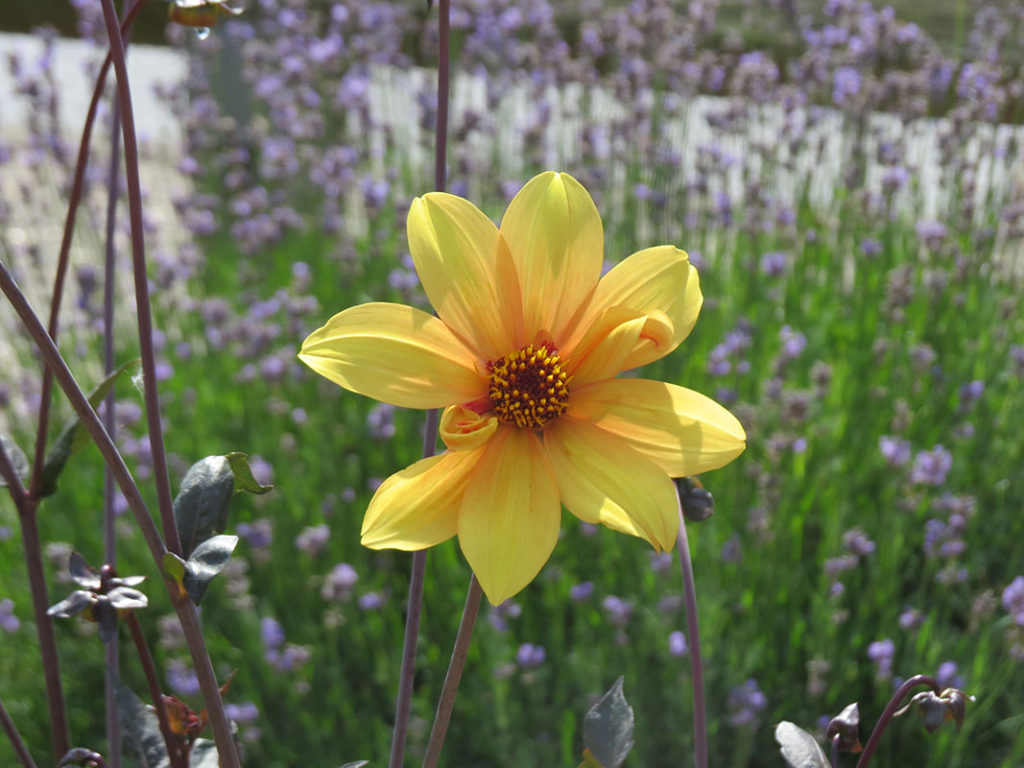 north walsham in bloom