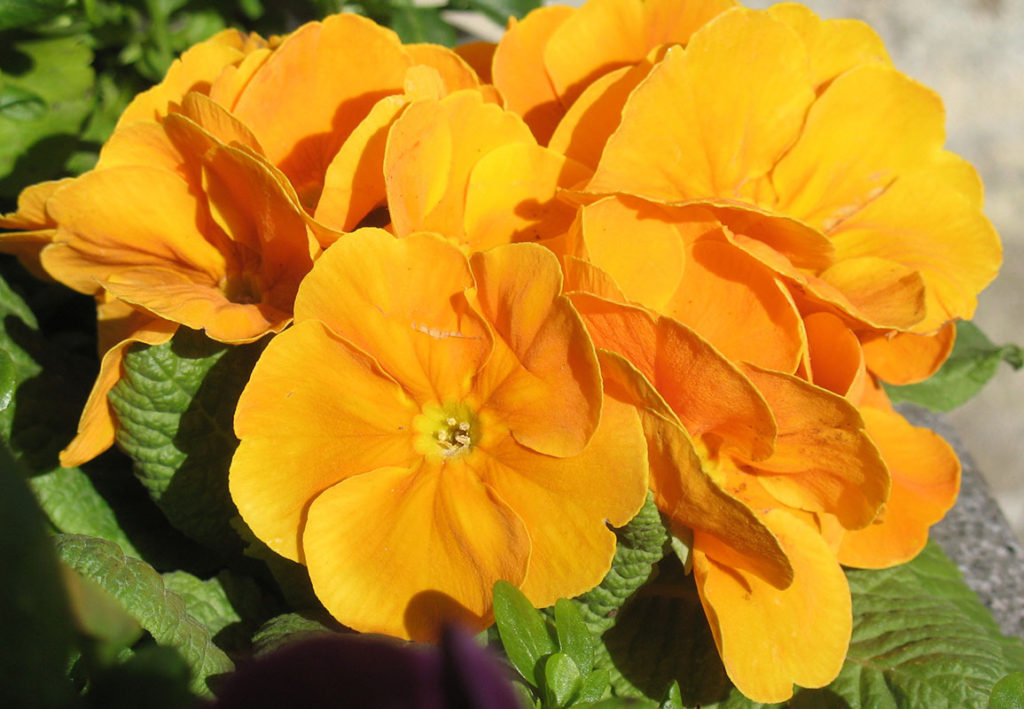 orange_flower